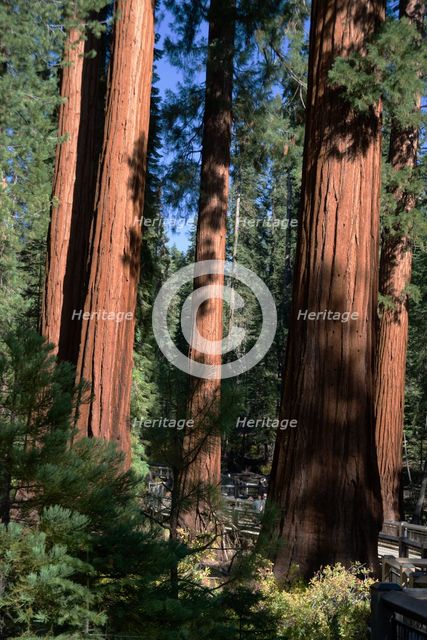 Mariposa Grove, Yosemite, California, USA, 2022. Creator: Ethel Davies.