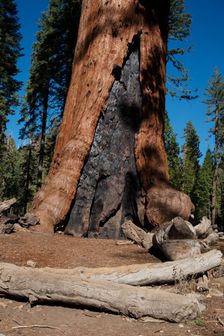 Mariposa Grove, Yosemite, California, USA, 2022. Creator: Ethel Davies