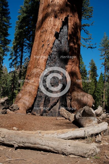 Mariposa Grove, Yosemite, California, USA, 2022. Creator: Ethel Davies.