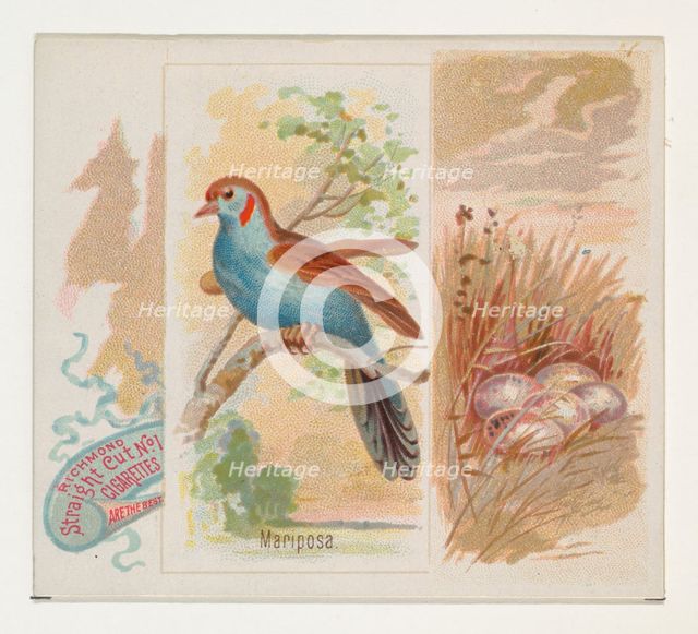 Mariposa, from the Song Birds of the World series (N42) for Allen & Ginter Cigarettes, 1890. Creator: Allen & Ginter.