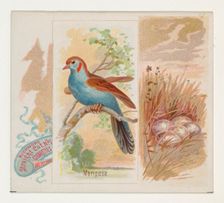 Mariposa, from the Song Birds of the World series (N42) for Allen & Ginter Cigarettes, 1890. Creator: Allen & Ginter