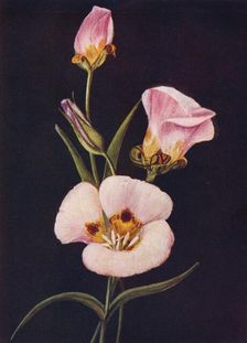Mariposa Tulip c1915, (1915). Artist: Emma Graham Clock