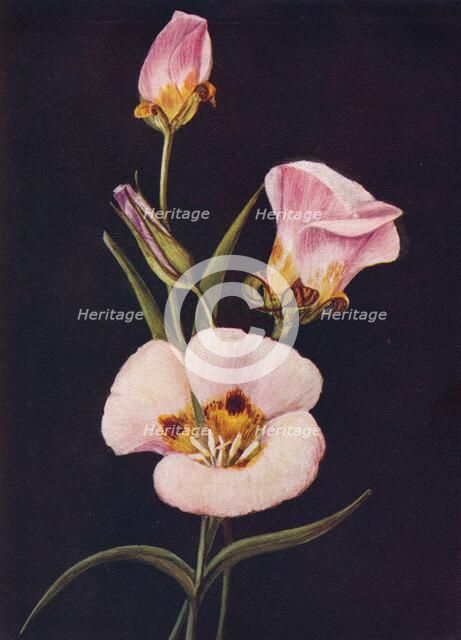 'Mariposa Tulip',  c1915, (1915). Artist: Emma Graham Clock.