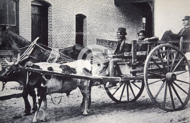 Mark Twain, American author, in the back of a horse and ox drawn cart, c1900. Creator: Unknown.