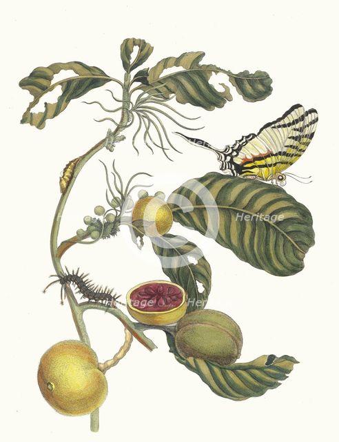 Marmelade doosjes Boom. From the Book Metamorphosis insectorum Surinamensium, 1705. Creator: Merian, Maria Sibylla (1647-1717).