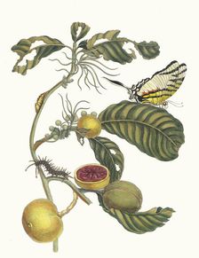 Marmelade doosjes Boom. From the Book Metamorphosis insectorum Surinamensium, 1705. Creator: Merian, Maria Sibylla (1647-1717)