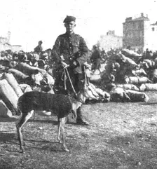 Marseille en Fete; La gazelle-mascotte du regiment ecossais de l'Afrique du Sud 1916. Creator: Unknown