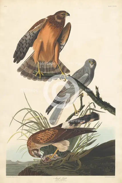 Marsh Hawk, 1837. Creator: Robert Havell.