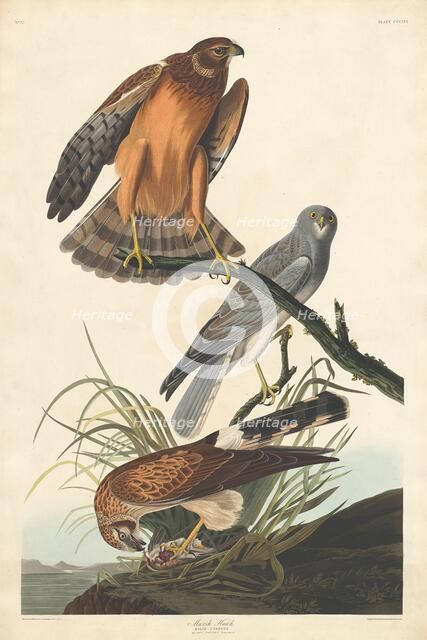 Marsh Hawk, 1837. Creator: Robert Havell.