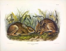 Marsh Hare, Lepus Palustris, 1845