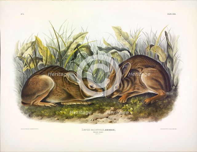 Marsh Hare, Lepus Palustris, 1845.