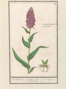 Marsh orchid (Dactylorhiza majalis), 1596-1610. Creators: Anselmus de Boodt, Elias Verhulst