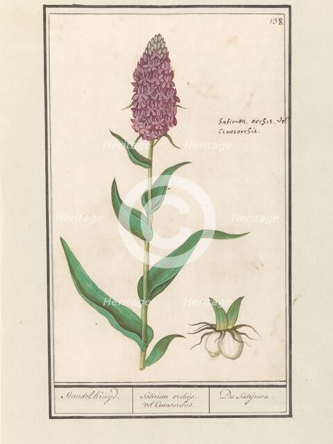 Marsh orchid (Dactylorhiza majalis), 1596-1610. Creators: Anselmus de Boodt, Elias Verhulst.