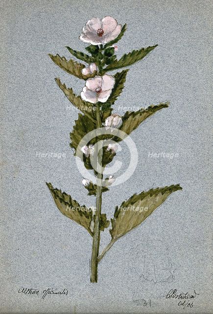 Marsh mallow plant (Althaea officinalis): flowering stem, 1906. Creator: Unknown.