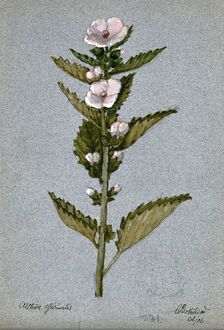 Marsh mallow plant (Althaea officinalis): flowering stem, 1906. Creator: Unknown