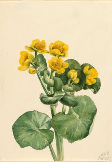 Marsh Marigold (Caltha palustris), 1924. Creator: Mary Vaux Walcott