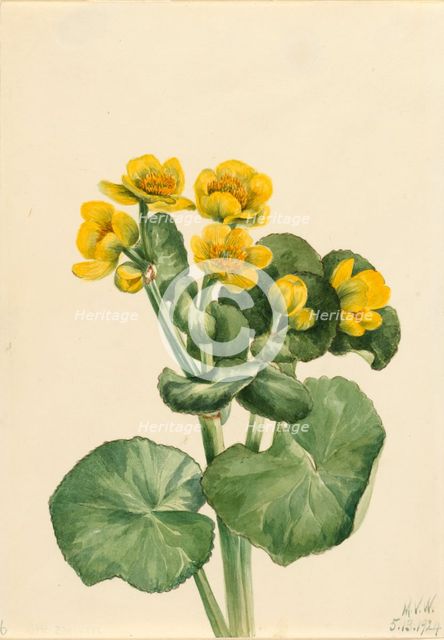 Marsh Marigold (Caltha palustris), 1924. Creator: Mary Vaux Walcott.