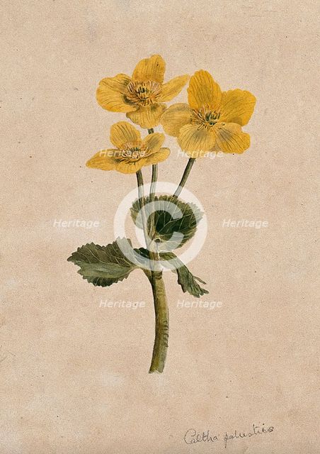 Marsh marigold or kingcups (Caltha palustris): flowering stem. Creator: Unknown.