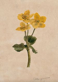 Marsh marigold or kingcups (Caltha palustris): flowering stem. Creator: Unknown