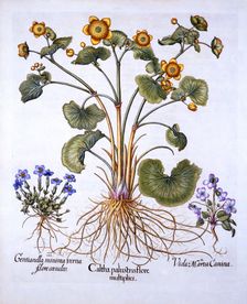 Marsh Marigold, March Violet and Spring Gentian, from Hortus Eystettensis by Basil Besler (1561-1
