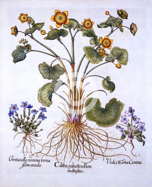 Marsh Marigold, March Violet and Spring Gentian, from 'Hortus Eystettensis', by Basil Besler (1561-1