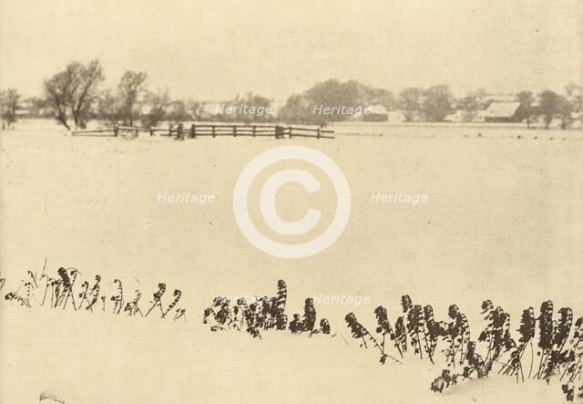 Marsh Weeds, in or before 1895. Creator: Dr Peter Henry Emerson.