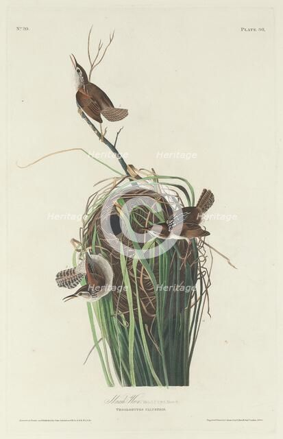 Marsh Wren, 1830. Creator: Robert Havell.