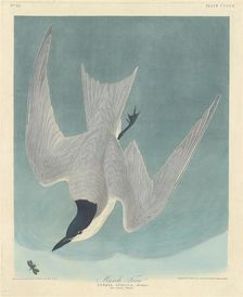Marsh Tern, 1838. Creator: Robert Havell