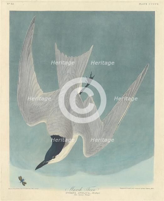 Marsh Tern, 1838. Creator: Robert Havell.