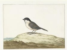 Marsh tit, 1658-1726. Creator: Johannes Bronkhorst