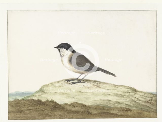 Marsh tit, 1658-1726. Creator: Johannes Bronkhorst.