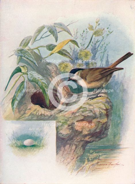 'Marsh-Tit - Pa'rus palus'tris', c1910, (1910). Artist: George James Rankin.