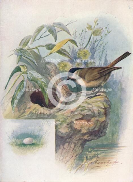 'Marsh-Tit - Pa'rus palus'tris', c1910, (1910). Artist: George James Rankin.