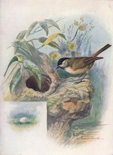 Marsh-Tit - Pa'rus palus'tris c1910, (1910). Artist: George James Rankin