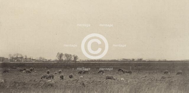 Marshes by the North Sea, 1890-1891, printed 1893. Creator: Dr Peter Henry Emerson.