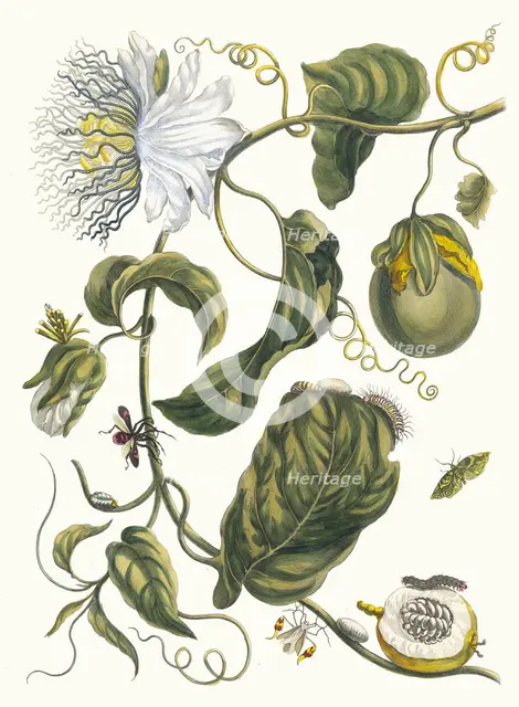 Marquiaas. From the Book Metamorphosis insectorum Surinamensium, 1705. Creator: Merian, Maria Sibylla (1647-1717).