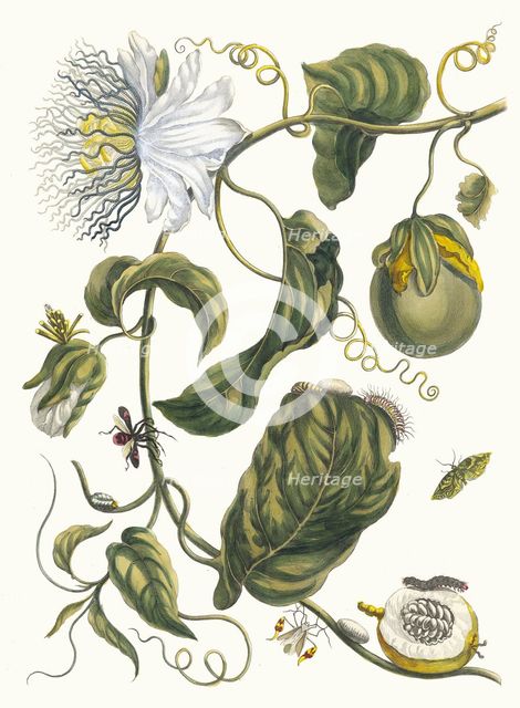 Marquiaas. From the Book Metamorphosis insectorum Surinamensium, 1705. Creator: Merian, Maria Sibylla (1647-1717).
