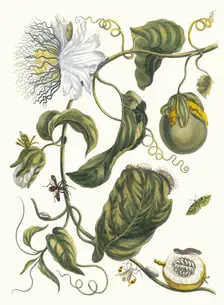 Marquiaas. From the Book Metamorphosis insectorum Surinamensium, 1705. Creator: Merian, Maria Sibylla (1647-1717)