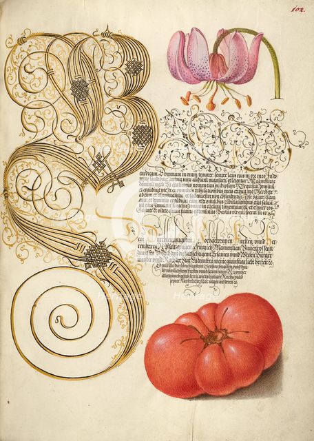 Martagon Lily and Tomato; Mira calligraphiae monumenta, 1561-1562; illumination added 1591-1596. Creator: Joris Hoefnagel.