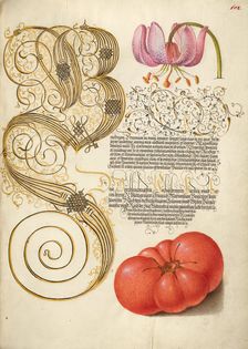 Martagon Lily and Tomato; Mira calligraphiae monumenta, 1561-1562; illumination added 1591-1596. Creator: Joris Hoefnagel