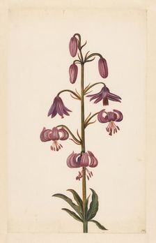 Martagon Lily (Lilium martagon), late 17th-early 18th century? Creator: Alida Withoos