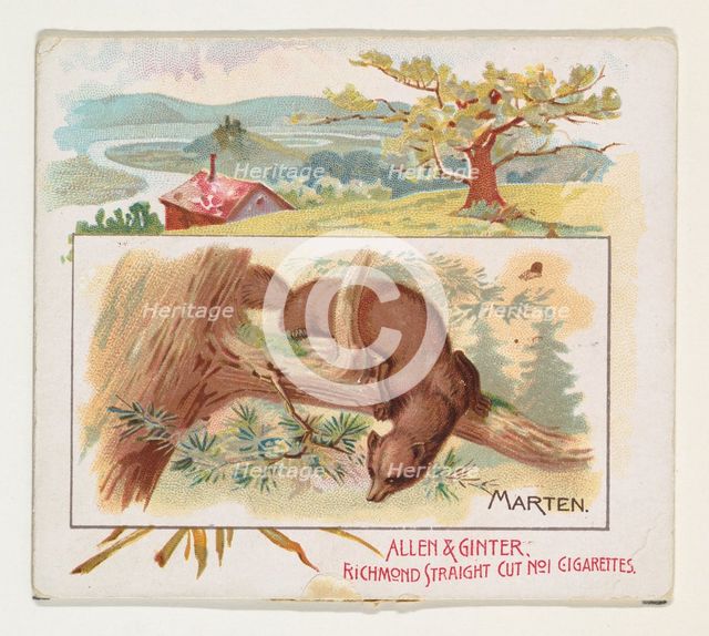 Marten, from Quadrupeds series (N41) for Allen & Ginter Cigarettes, 1890. Creator: Allen & Ginter.