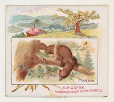Marten, from Quadrupeds series (N41) for Allen & Ginter Cigarettes, 1890. Creator: Allen & Ginter