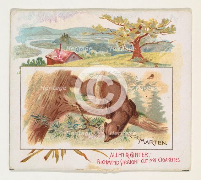 Marten, from Quadrupeds series (N41) for Allen & Ginter Cigarettes, 1890. Creator: Allen & Ginter.