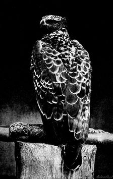 Martial Hawk Eagle, 1895. Creator: Robert Gambier Bolton