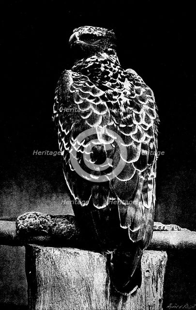 Martial Hawk Eagle, 1895. Creator: Robert Gambier Bolton.