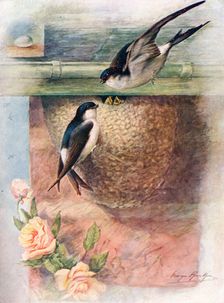 Martin - chel'idon ur'bica c1910, (1910). Artist: George James Rankin