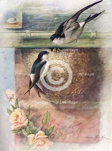 'Martin - chel'idon ur'bica', c1910, (1910). Artist: George James Rankin.