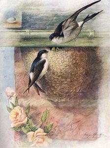 Martin - chel'idon ur'bica c1910, (1910). Artist: George James Rankin