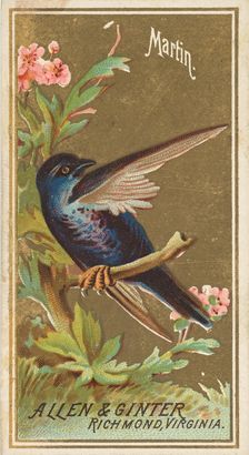 Martin, from the Birds of America series (N4) for Allen & Ginter Cigarettes Brands, 1888. Creator: Allen & Ginter